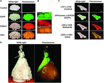Recent Advances in Fluorescent Silk Fibroin